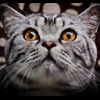 yury74
